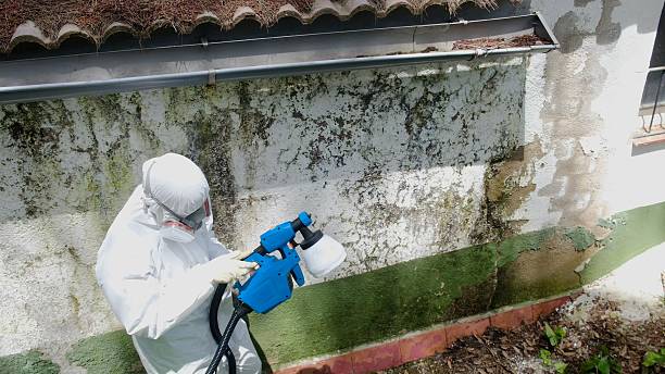 Top rated local Mold Removal specialists in Bloomingdale, TN